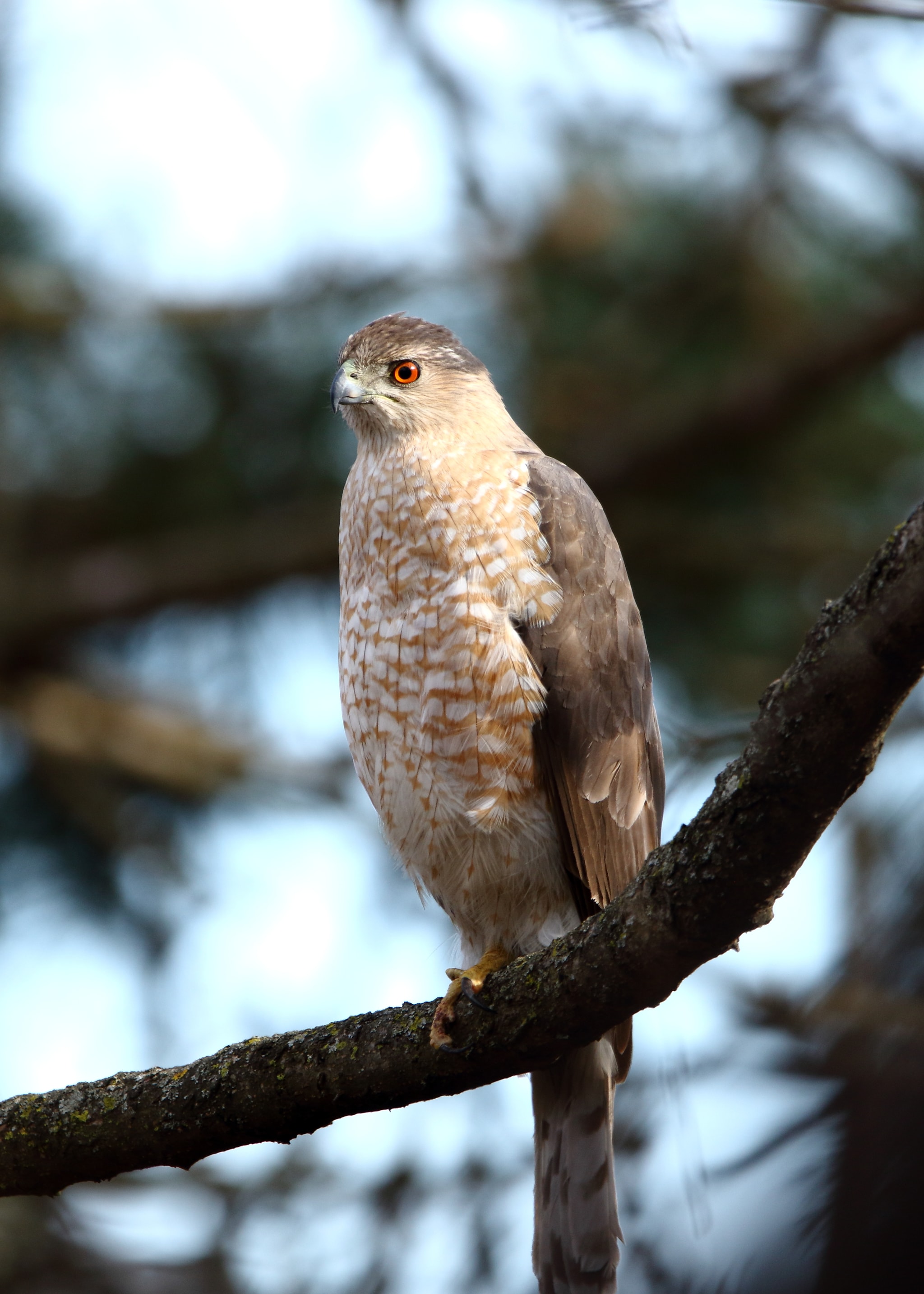 Cooper's Hawk perched in a tree
