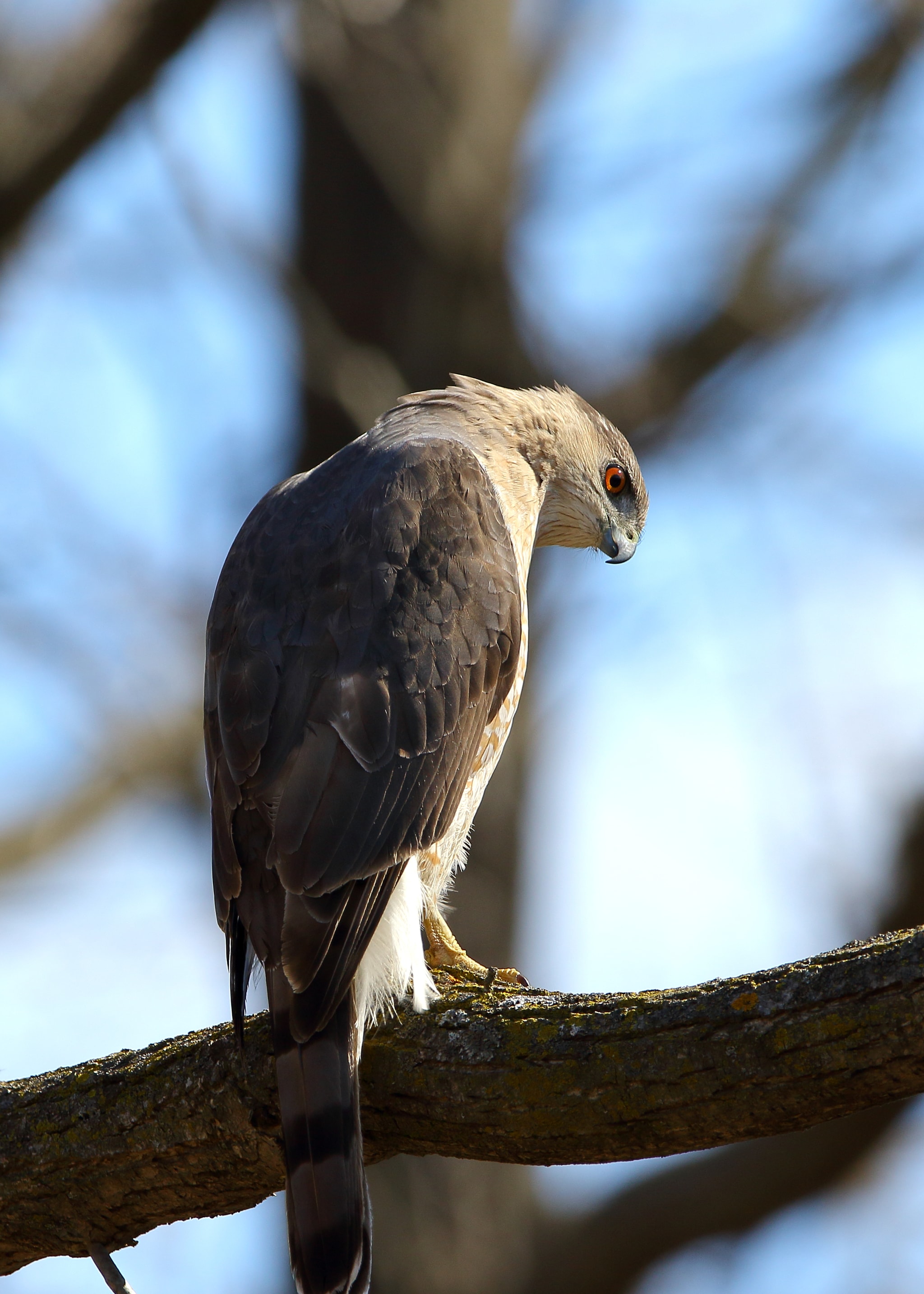 Cooper's Hawk in natural habitat
