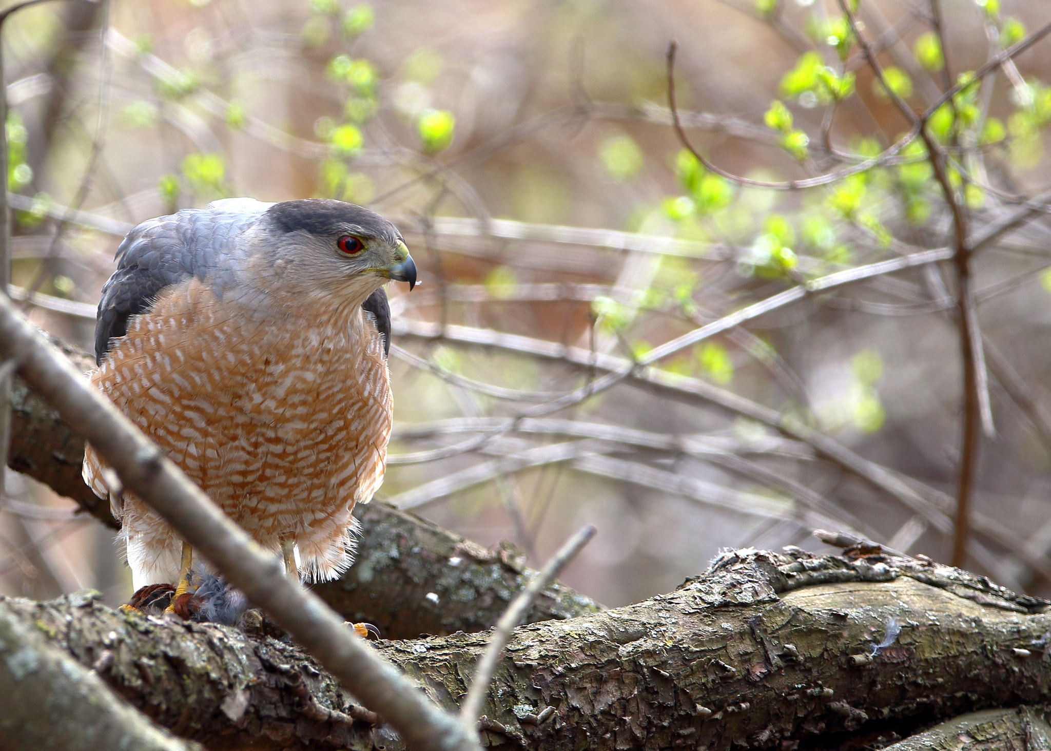 Cooper's Hawk looking for prey