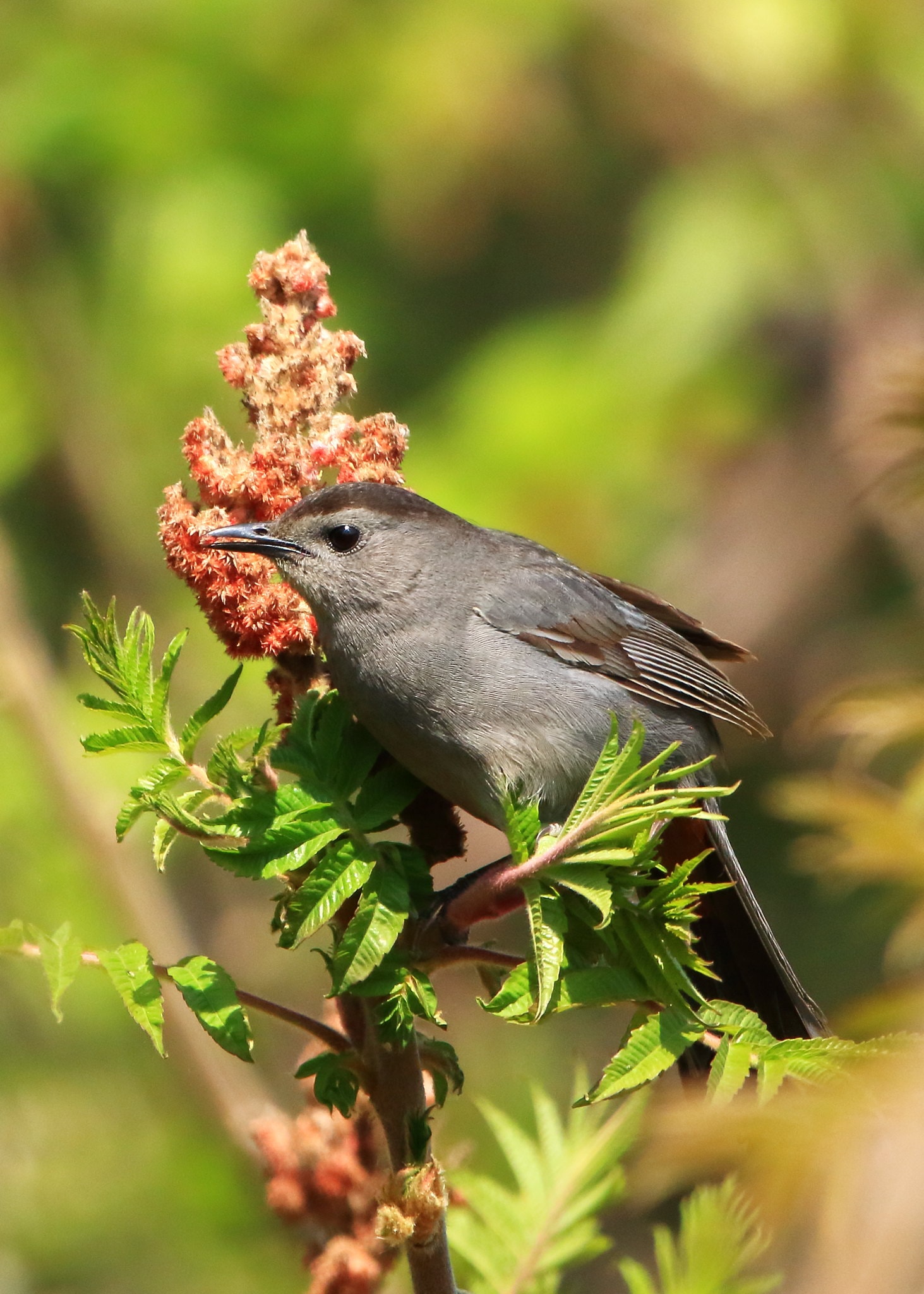 Gray Catbird perched in shrubbery