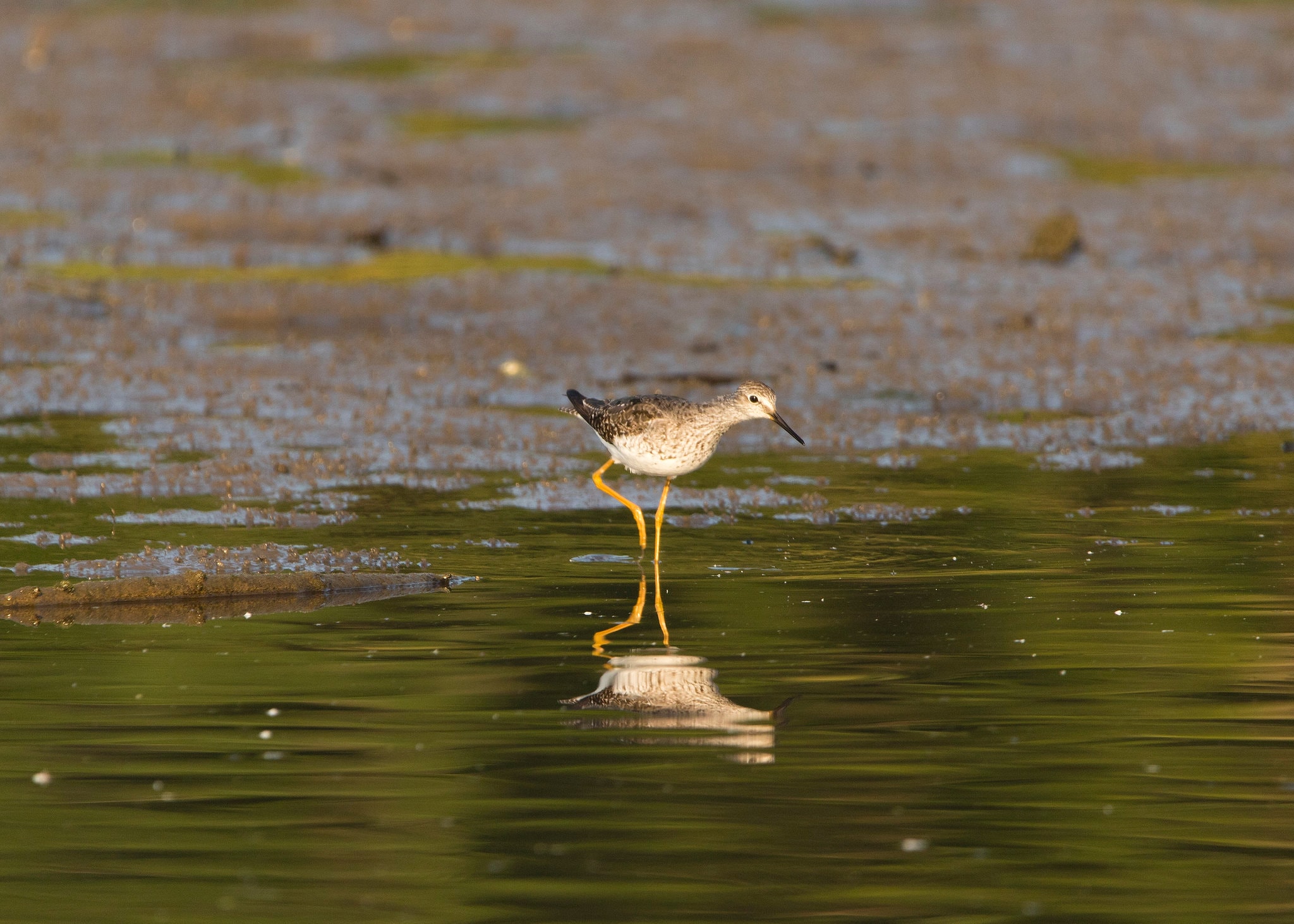 Lesser Yellowlegs wading in shallow water