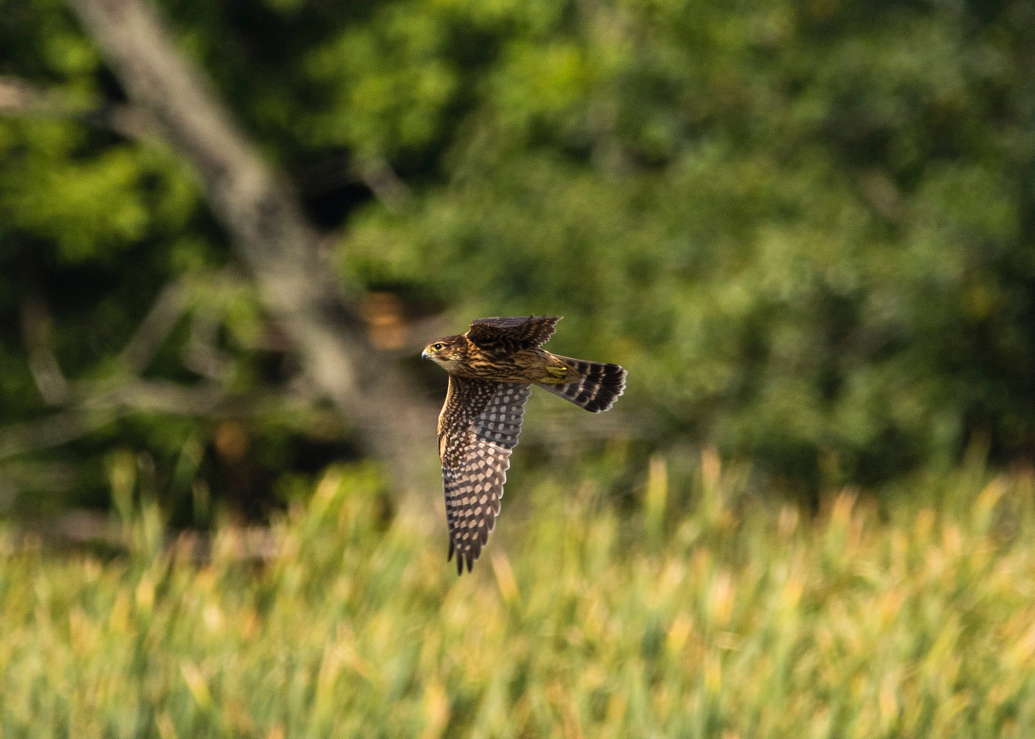 Merlin falcon perched on a high branch