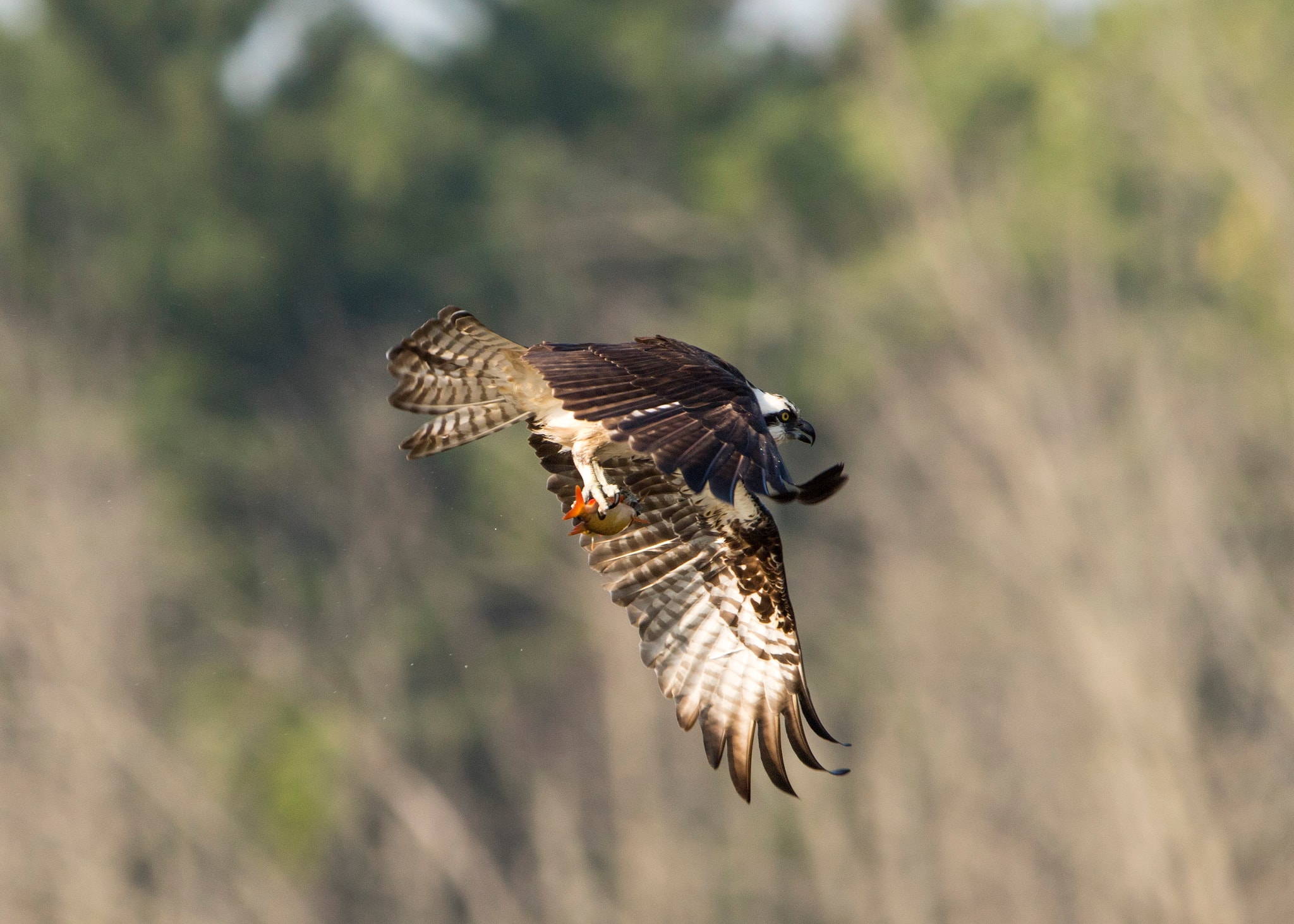 Osprey in natural habitat near water