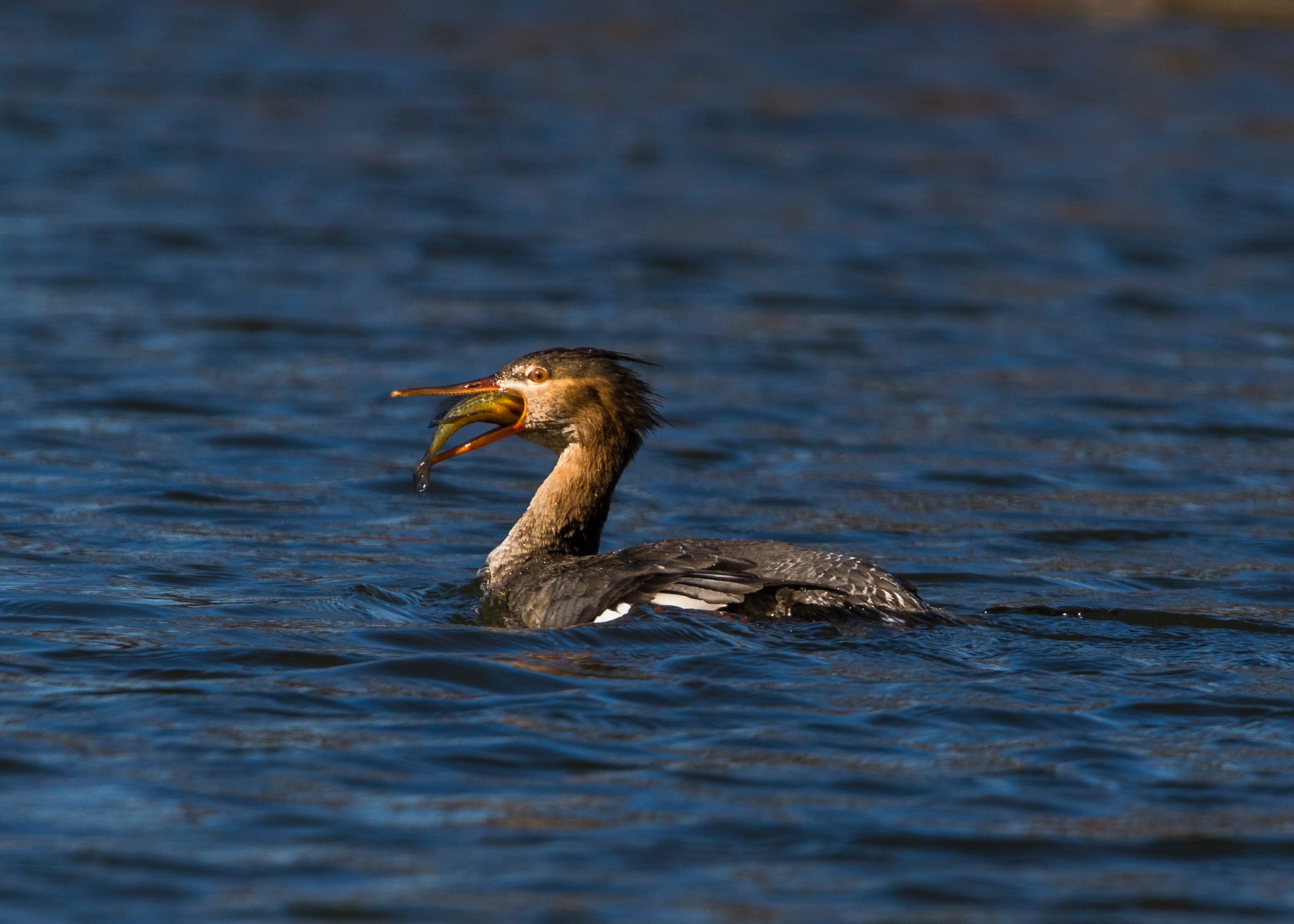 Red-breasted Merganser displaying characteristic crest and plumage
