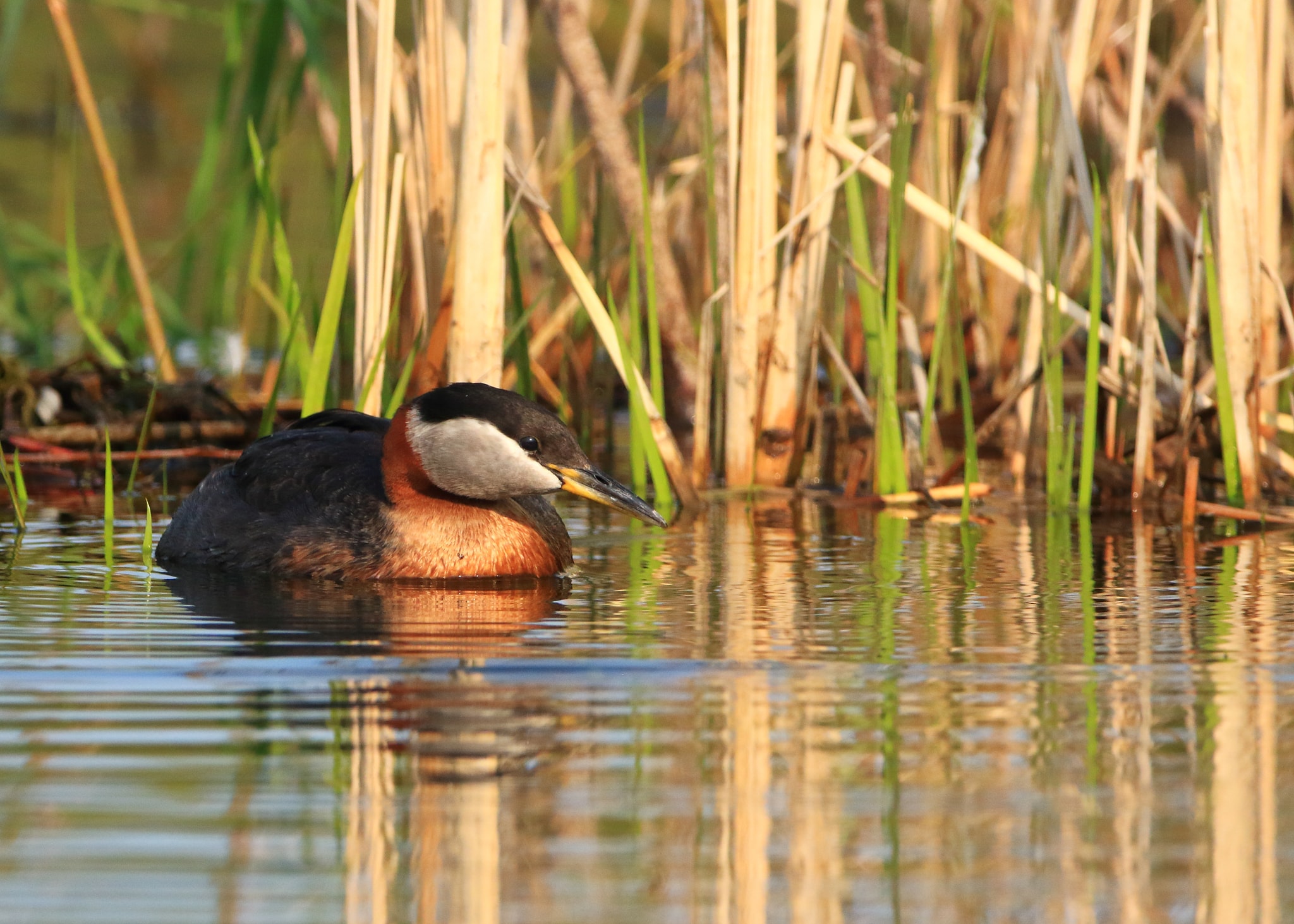 Red-necked Grebe swimming in calm water