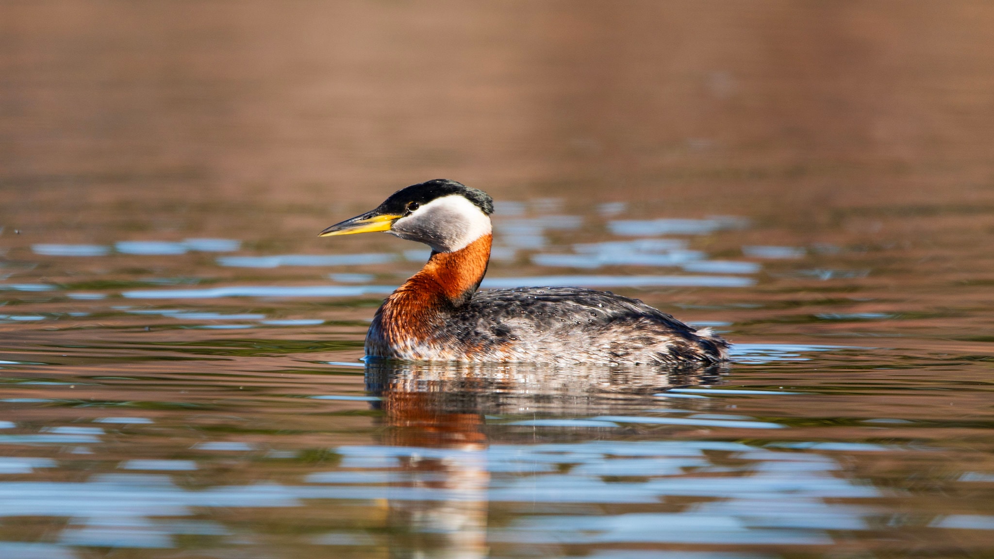 Red-necked Grebe swimming, showing distinctive neck coloring