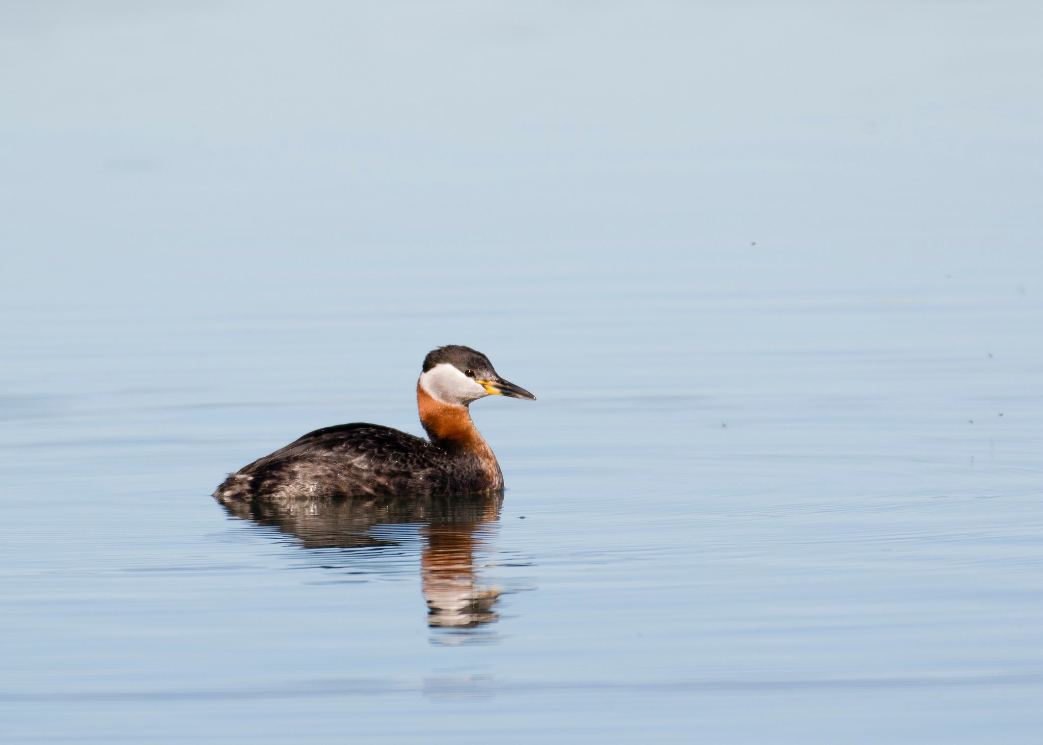 Red-necked Grebe with reflection in water