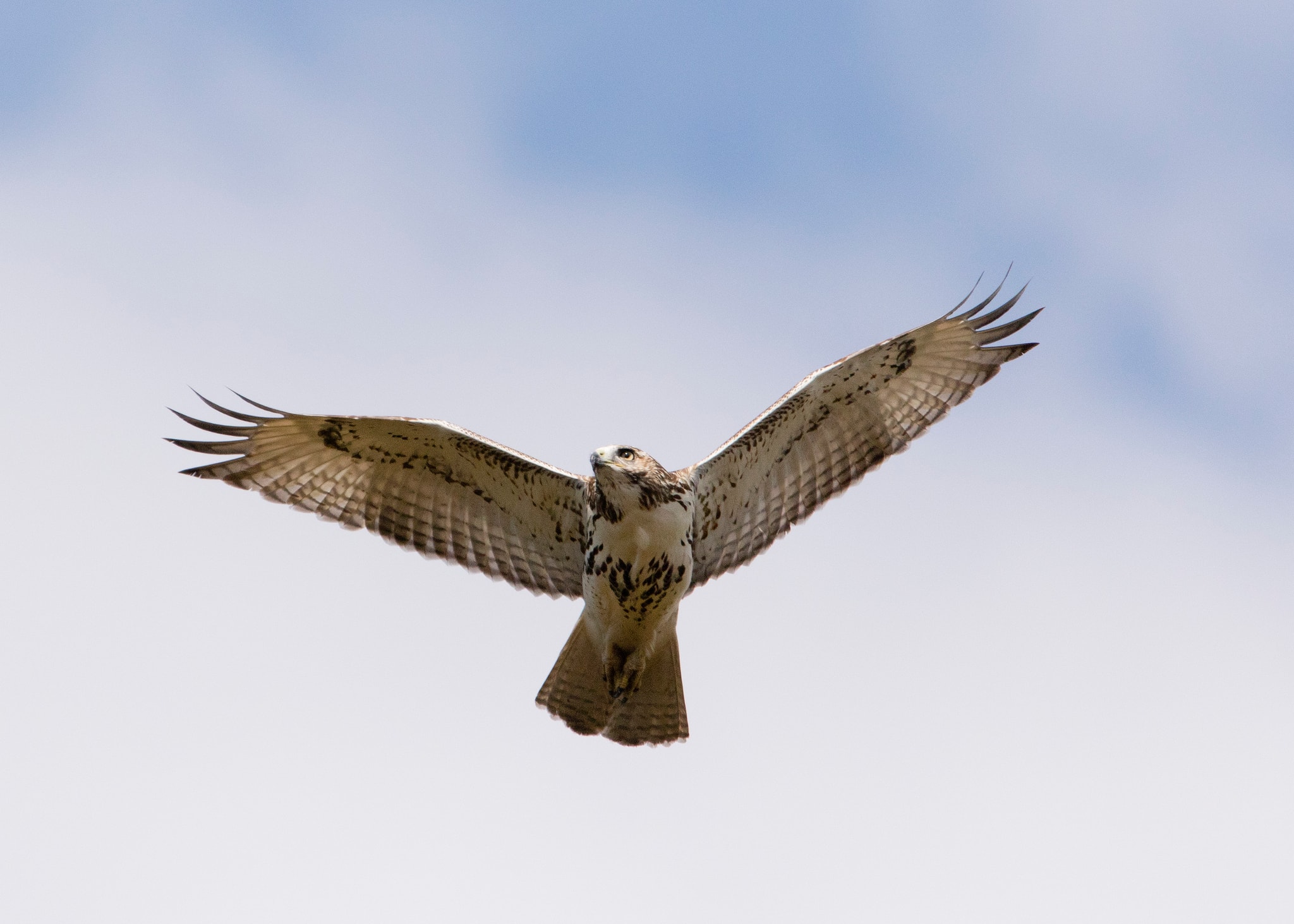 Red-tailed Hawk perched, displaying distinctive red tail feathers